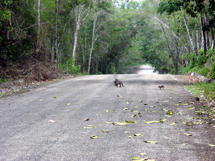 0704 calakmul 07.jpg